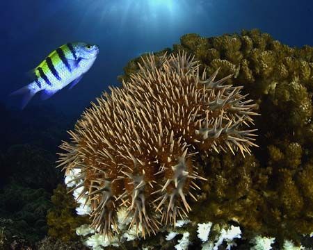 Crown of Thorns
Sea of Cortez, Mexico

Wide-angle clos... by Beverly Speed 