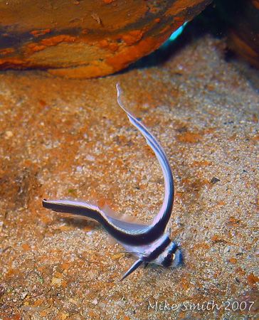 Juvenile Spotted Drum, taken with a housed Canon S30 and ... by Mike Smith 