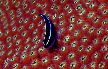 A Clean Kind of fish! The Neon Gobie inches across this c... by Steven Anderson 