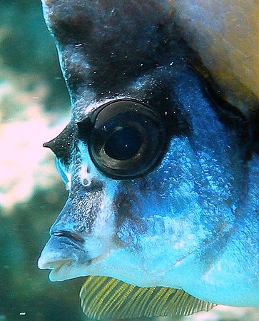 Close up portrait of a bannerfish taken at Sharksbay with... by Anel Van Veelen 