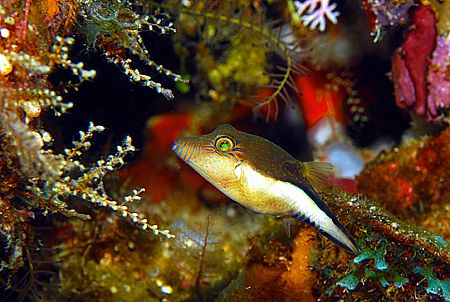 Roatan, Honduras. by Shawn Jackson 