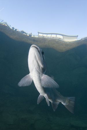 Trout in snells window. Capernwray.
D200, 16mm. by Derek Haslam 