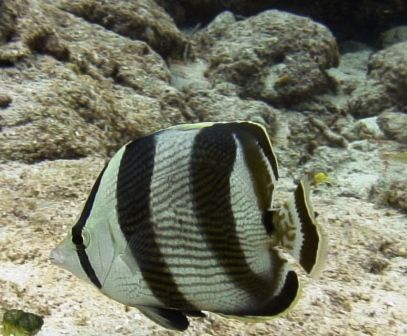Paradise Reef, Cozumel at 15 meters depth. No strobe. by Kenn Bolbjerg 
