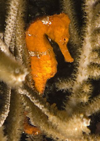 Seahorse. Roatan. Fuji F810. by Jennifer Temple 