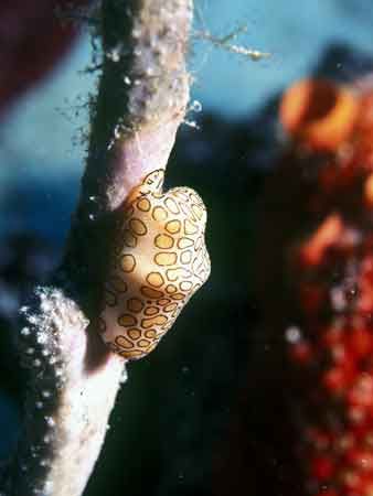 Flaningo Tongue Snail -Taken at the Coral reserve Culebra... by Candido Gonzalez-Alonso 