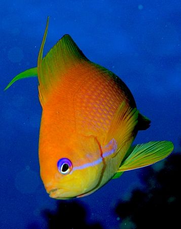 Close up of an anthias taken at Sharksbay with E300 and 5... by Nikki Van Veelen 