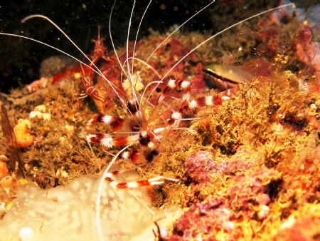 Banded Boxer Shrimps - Kilifi Kenya - Canon G6 - Ikelite ... by Lindsey Smith 