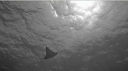 EAGLE RAY, natural light, monochrome by Nicolas Pohl 