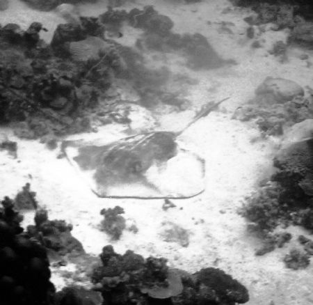 southern stingray in black and white by Jessica Vinokur 