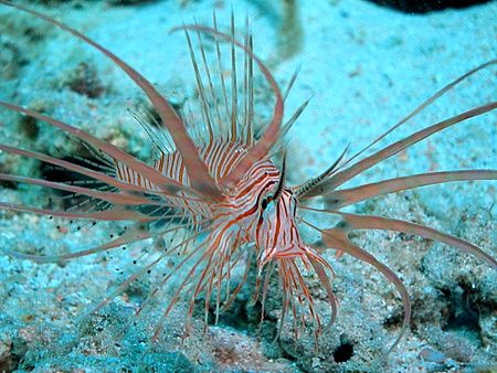 Juvenile lionfish, not more than 4cm, taken at Sharksba w... by Anel Van Veelen 