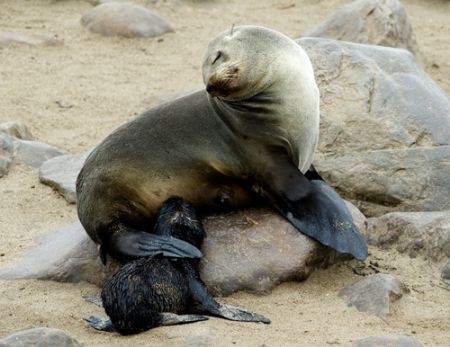 Cape fur seal and pup, Cape Cross, Namibia. 2007. by Chris Wildblood 