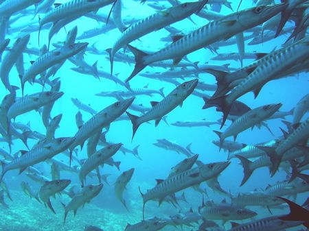 Barracuddas of Sipadan by Alex Lim 