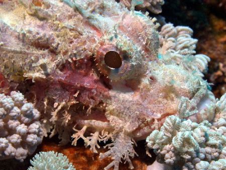 Scorpian fish- Great Barrier Reef- Aust Macro Lens by Joshua Miles 