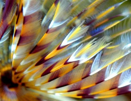 Feather duster. by Carlo Greco 
