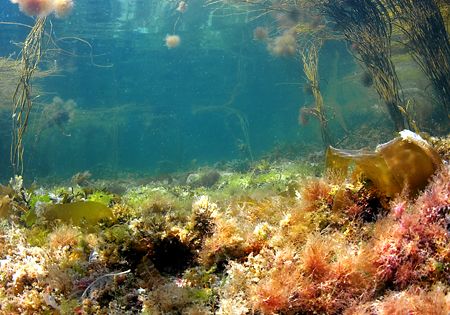 Shallows at Aughrusbeg, Connemara.
D200, 16mm. by Mark Thomas 