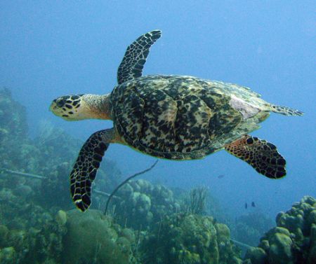 My favorite, the Hawksbill Turtle by Lora Tucker 