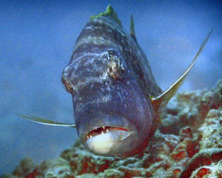 Some kind of grouper, I think. Taken on an Olympus C 770 ... by Ron Shavreen 