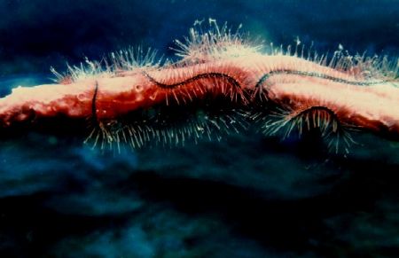 Brittle star on a small sponge. taken in Gunaha, with Nik... by Marylin Batt 