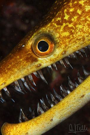 Teeth, beatyful teeth. They seem dangerous, but really ar... by Arthur Telle Thiemann 