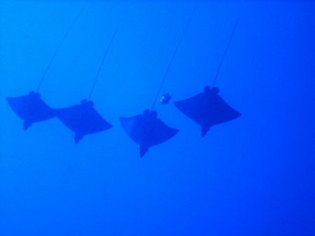 4 eaglerays and 1 spectator. Hawaii by Carlo Greco 