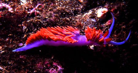 'Hermissinda' Also often commonly called the 'Spanish Sha... by Rick Tegeler 