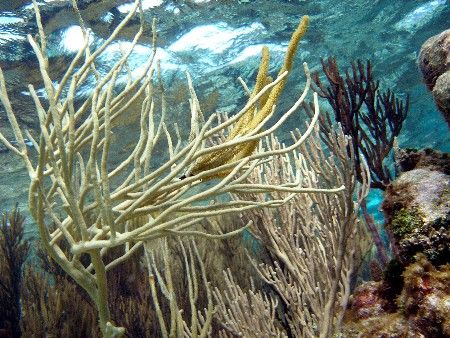 Corral Gardens Reef- Olympus SP-350 by Andrew Kubica 