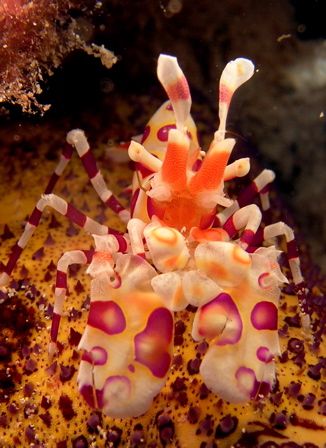i don't know the name of this shrimp, but i know i have s... by Elizabeth Chase 