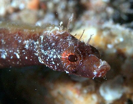 Close up of pipefish with E300 and 50mm lens taken at Sha... by Nikki Van Veelen 