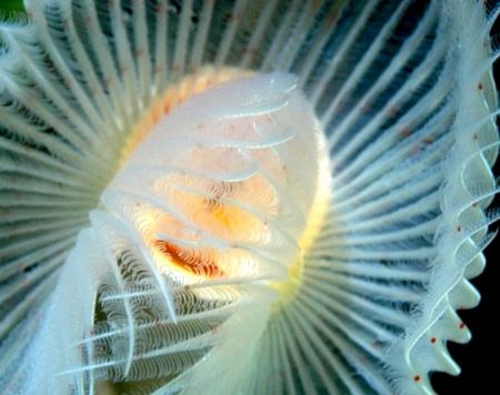 Tube worm. by Carlo Greco 