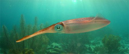 Cuttlefish swimming in the shallows. Canon SD550. Bonaire. by Paul Holota 