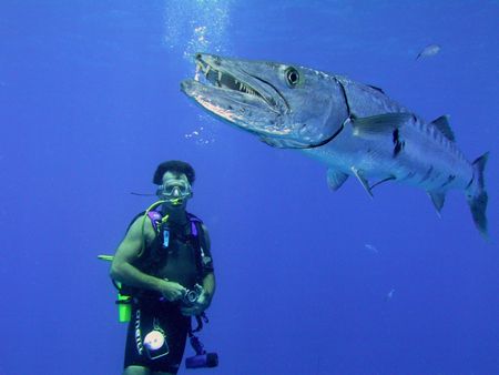 Being intimidated by a Great Baracuda on safety stop abov... by Terry Moore 