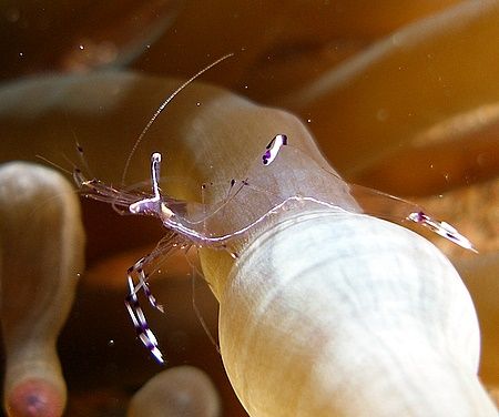 Shrimp taken at Sharksbay with SP350. by Anel Van Veelen 