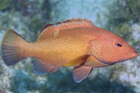 Red Hind posing. Taken on East End , Grand Cayman w Nikon... by Peter Foulds 