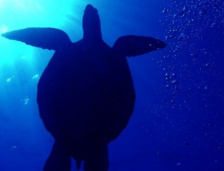 turtle&bubbles. Hawaii. by Carlo Greco 