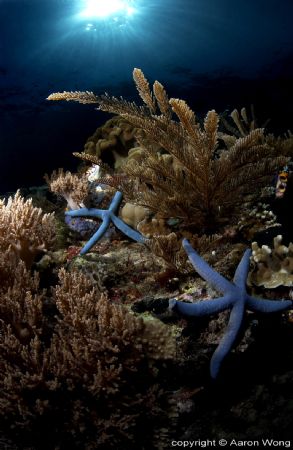 D1X in SeaCam housing with 2 YS120. Shot in Manado. by Aaron Wong 
