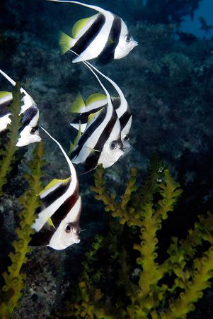 Schooling Bannerfish by Larissa Roorda 