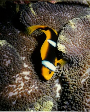 Clarkii Clown in carpet anenome. Nikonos V with 1: 5 clos... by Marylin Batt 