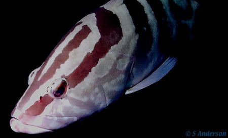 Nassau Grouper on a dive in Roatan. The photo was taken w... by Steven Anderson 