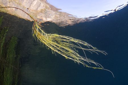 Plant roots. Capernwray. D200, 16mm. by Derek Haslam 
