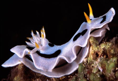 nudibranc by Mauro Serafini 