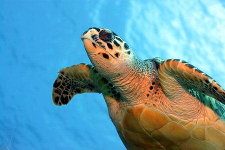 Cozumel turtle and me take a swim by Clint Tackitt 