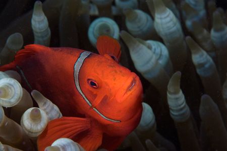 Spinecheek in Solomons by Andy Lerner 