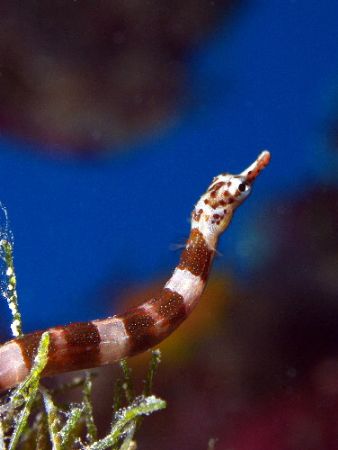 Zebra Pipefish taken on the GBR Aust.
 c5060 Macro lens ... by Joshua Miles 