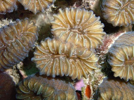 smooth flower coral by Lora Tucker 