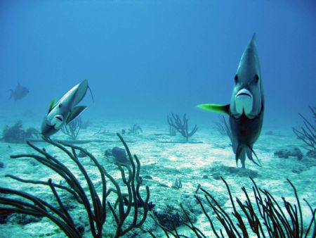 Canon SD550, natural light in Cozumel in strong current. by Stacy Jones 