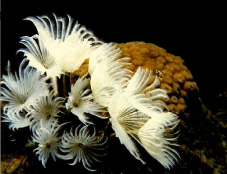 Beautiful Feather duster tube worms,
taken off Gunaha, N... by Marylin Batt 