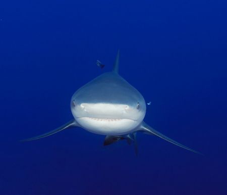 marshmallow face -bull shark in Moz Jan 2007 by Fiona Ayerst 