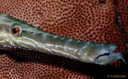 Why the long face????? This image was taken in Roatan 10/... by Steven Anderson 