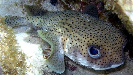 Puffer fish- Olypus SP-350 by Andrew Kubica 
