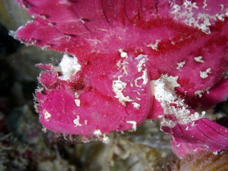 Leafy Scorpianfish shot on the GBR Aust
This guy was jus... by Joshua Miles 